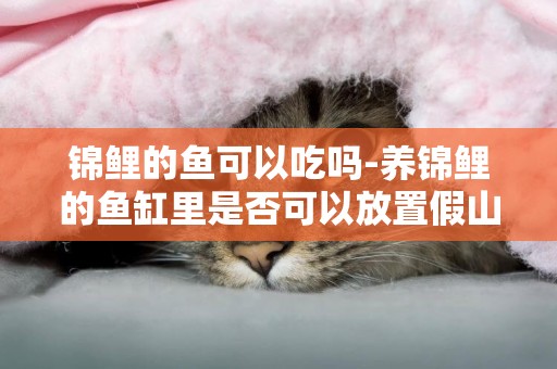 錦鯉的魚可以吃嗎-養錦鯉的魚缸里是否可以放置假山假花