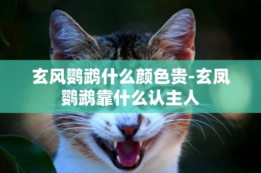 玄風鸚鵡什么顏色貴-玄鳳鸚鵡靠什么認主人