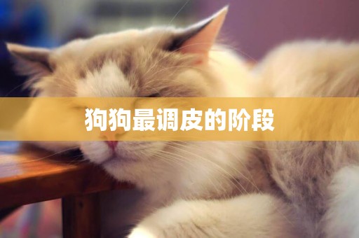 狗狗最調皮的階段