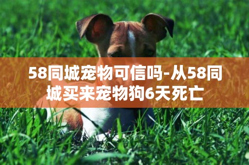 58同城寵物可信嗎-從58同城買來寵物狗6天死亡