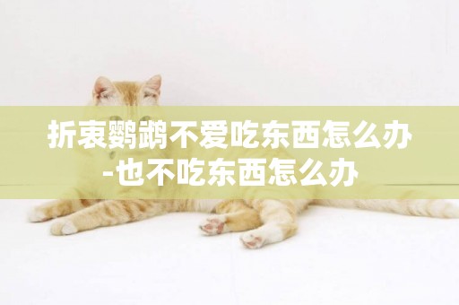 折衷鸚鵡不愛吃東西怎么辦-也不吃東西怎么辦