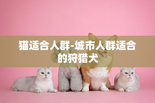 貓適合人群-城市人群適合的狩獵犬