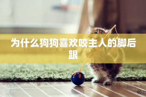 為什么狗狗喜歡咬主人的腳后跟
