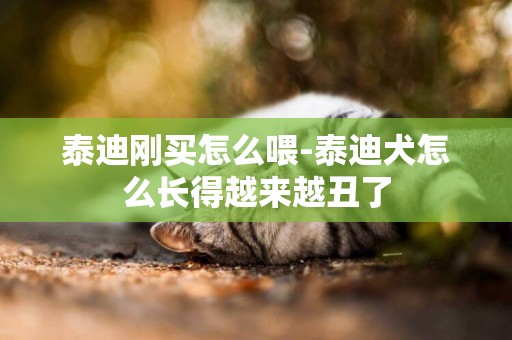 泰迪剛買怎么喂-泰迪犬怎么長得越來越丑了