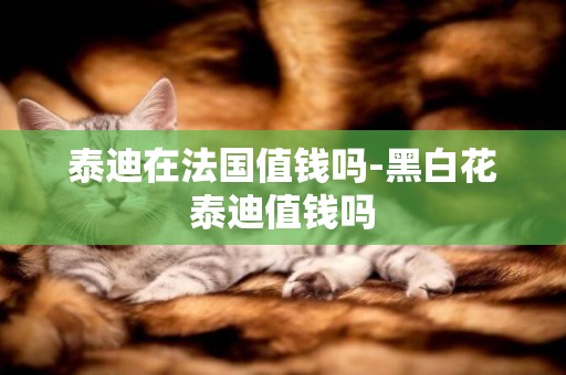泰迪在法國值錢嗎-黑白花泰迪值錢嗎