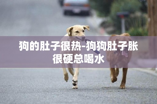 狗的肚子很熱-狗狗肚子脹很硬總喝水