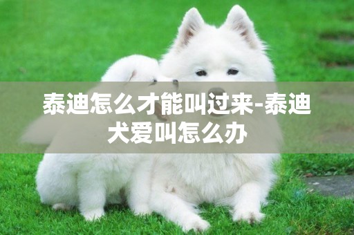 泰迪怎么才能叫過來-泰迪犬愛叫怎么辦