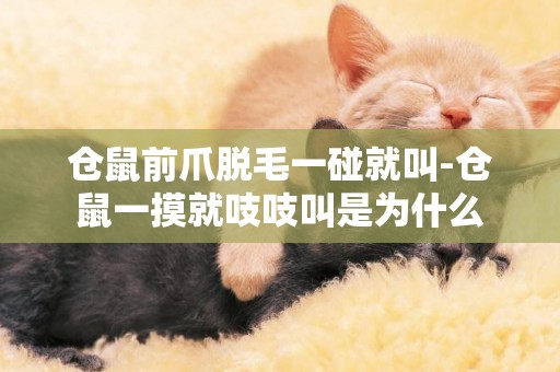倉鼠前爪脫毛一碰就叫-倉鼠一摸就吱吱叫是為什么