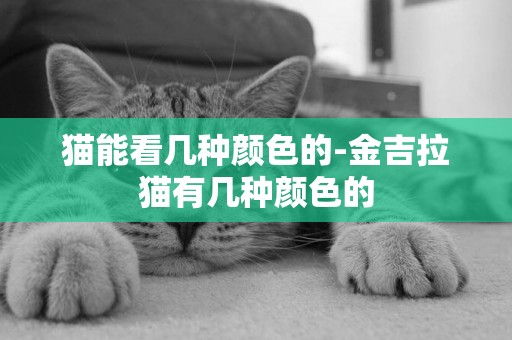 貓能看幾種顏色的-金吉拉貓有幾種顏色的