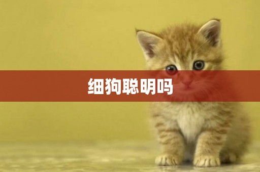 細狗聰明嗎