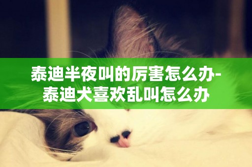 泰迪半夜叫的厲害怎么辦-泰迪犬喜歡亂叫怎么辦