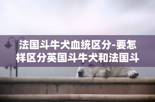 法國斗牛犬血統區分-要怎樣區分英國斗牛犬和法國斗牛犬