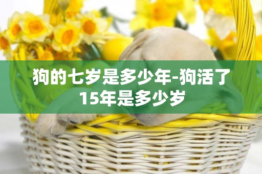 狗的七歲是多少年-狗活了15年是多少歲
