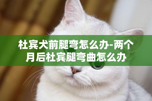 杜賓犬前腿彎怎么辦-兩個月后杜賓腿彎曲怎么辦