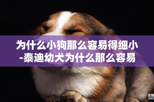 為什么小狗那么容易得細小-泰迪幼犬為什么那么容易的細小