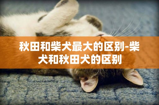 秋田和柴犬最大的區別-柴犬和秋田犬的區別