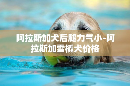 阿拉斯加犬后腿力氣小-阿拉斯加雪橇犬價格