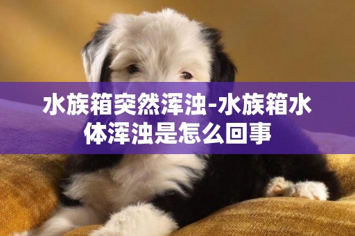 水族箱突然渾濁-水族箱水體渾濁是怎么回事