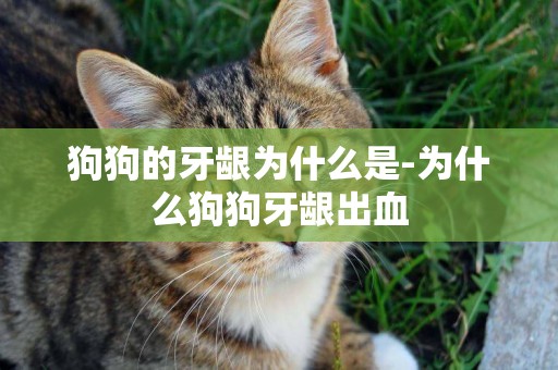 狗狗的牙齦為什么是-為什么狗狗牙齦出血