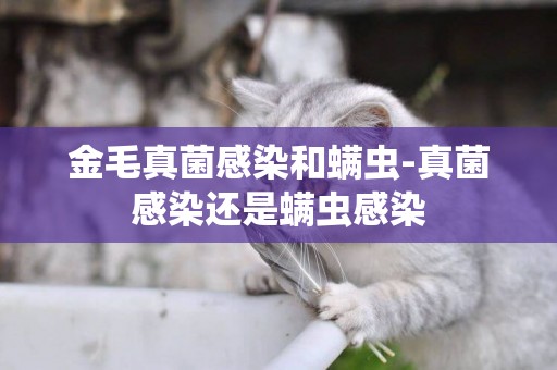 金毛真菌感染和螨蟲-真菌感染還是螨蟲感染