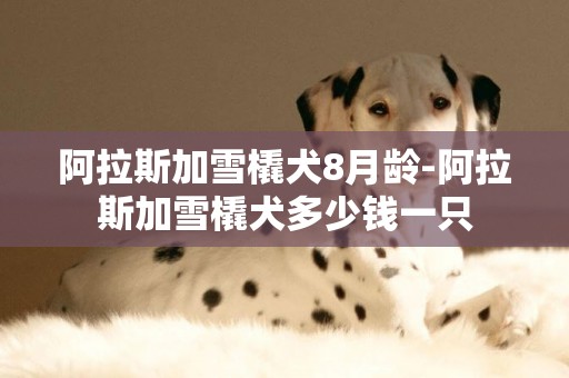 阿拉斯加雪橇犬8月齡-阿拉斯加雪橇犬多少錢一只