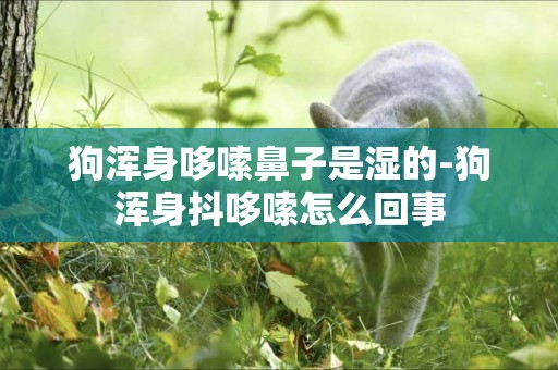狗渾身哆嗦鼻子是濕的-狗渾身抖哆嗦怎么回事