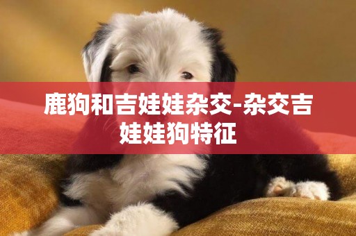 鹿狗和吉娃娃雜交-雜交吉娃娃狗特征