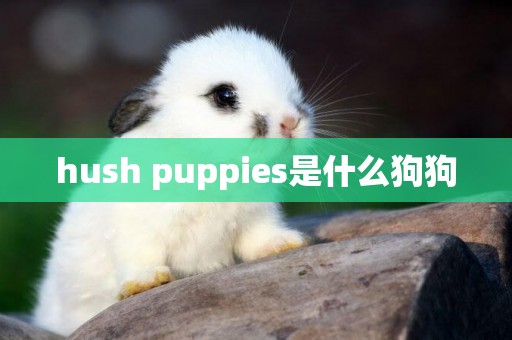 hush puppies是什么狗狗