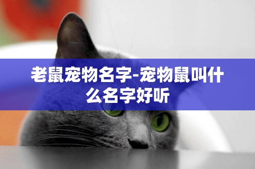 老鼠寵物名字-寵物鼠叫什么名字好聽
