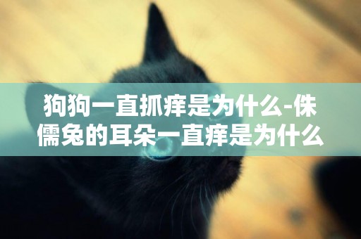 狗狗一直抓癢是為什么-侏儒兔的耳朵一直癢是為什么
