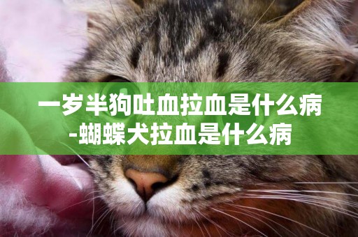 一歲半狗吐血拉血是什么病-蝴蝶犬拉血是什么病