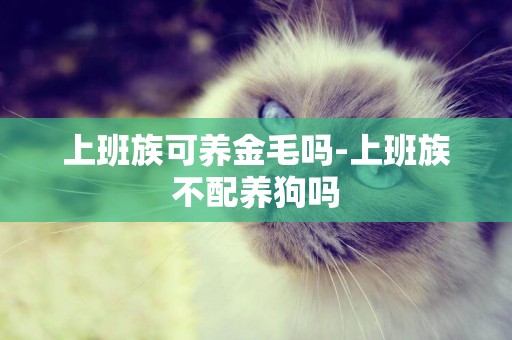 上班族可養金毛嗎-上班族不配養狗嗎