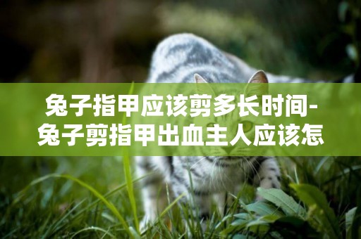 兔子指甲應該剪多長時間-兔子剪指甲出血主人應該怎么辦