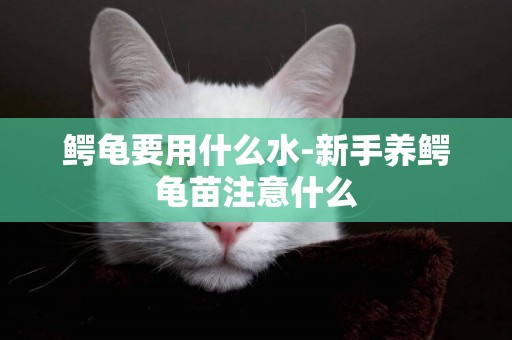 鱷龜要用什么水-新手養鱷龜苗注意什么