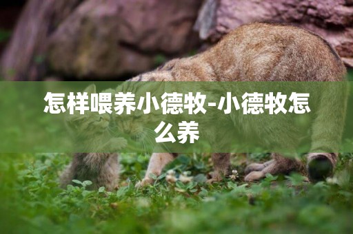 怎樣喂養小德牧-小德牧怎么養
