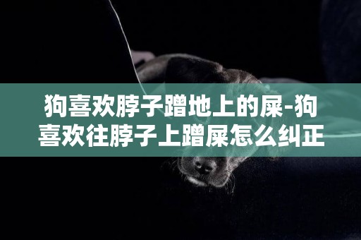 狗喜歡脖子蹭地上的屎-狗喜歡往脖子上蹭屎怎么糾正