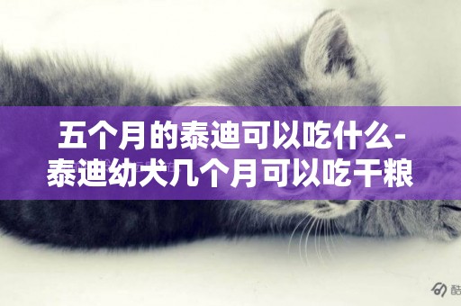 五個月的泰迪可以吃什么-泰迪幼犬幾個月可以吃干糧