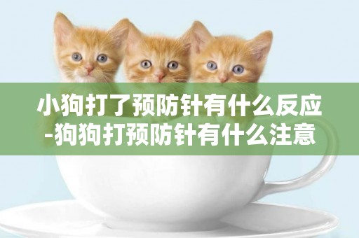 小狗打了預防針有什么反應-狗狗打預防針有什么注意事項