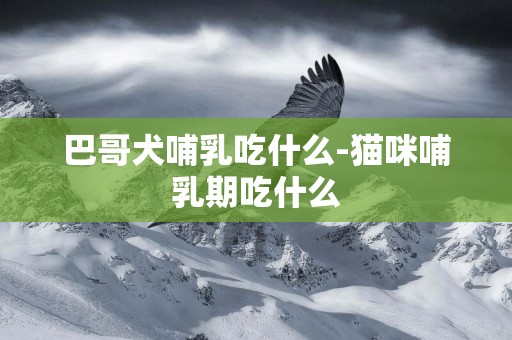 巴哥犬哺乳吃什么-貓咪哺乳期吃什么