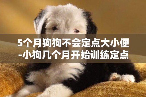 5個月狗狗不會定點大小便-小狗幾個月開始訓練定點大小便