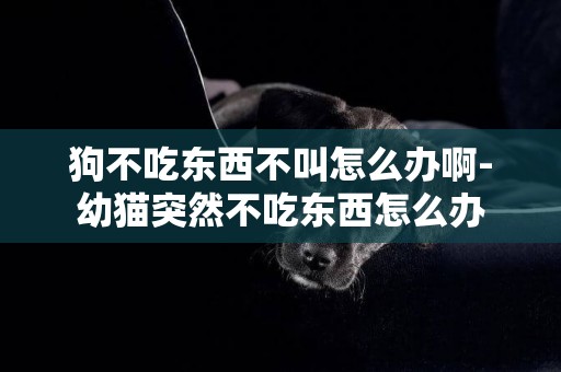 狗不吃東西不叫怎么辦啊-幼貓突然不吃東西怎么辦