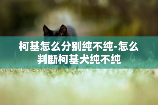 柯基怎么分別純不純-怎么判斷柯基犬純不純
