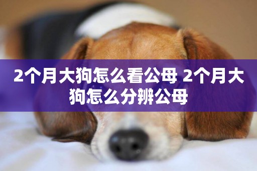 2個月大狗怎么看公母 2個月大狗怎么分辨公母