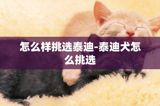 怎么樣挑選泰迪-泰迪犬怎么挑選