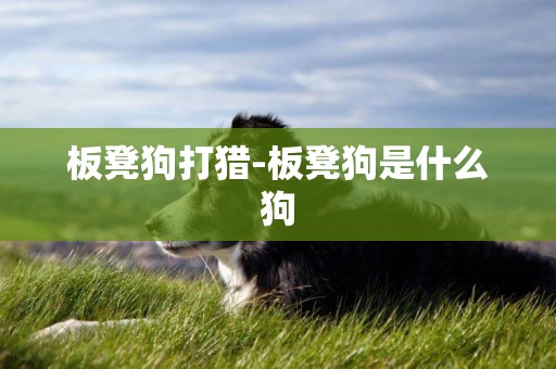 板凳狗打獵-板凳狗是什么狗