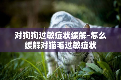 對狗狗過敏癥狀緩解-怎么緩解對貓毛過敏癥狀