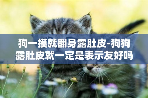 狗一摸就翻身露肚皮-狗狗露肚皮就一定是表示友好嗎