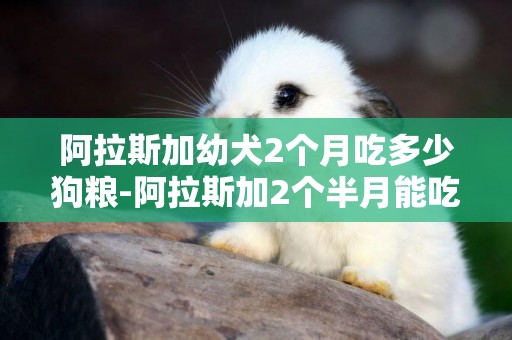 阿拉斯加幼犬2個月吃多少狗糧-阿拉斯加2個半月能吃多少狗糧