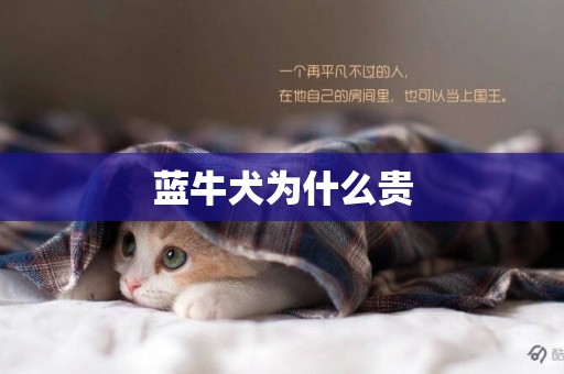 藍牛犬為什么貴