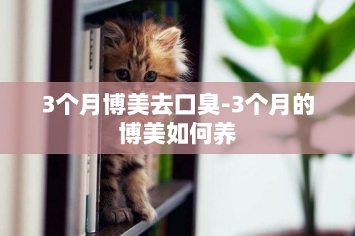 3個月博美去口臭-3個月的博美如何養